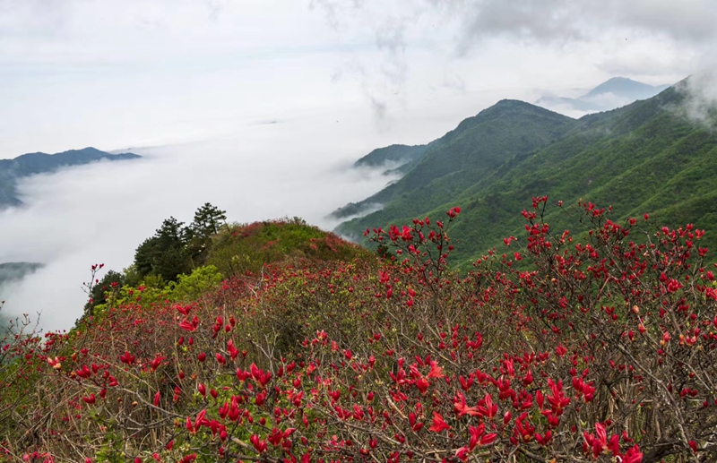 枫树村：黄芽尖上映山红