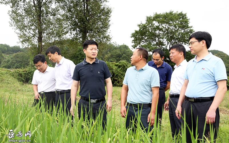 何斌到冶溪调研指导粮食生产等工作