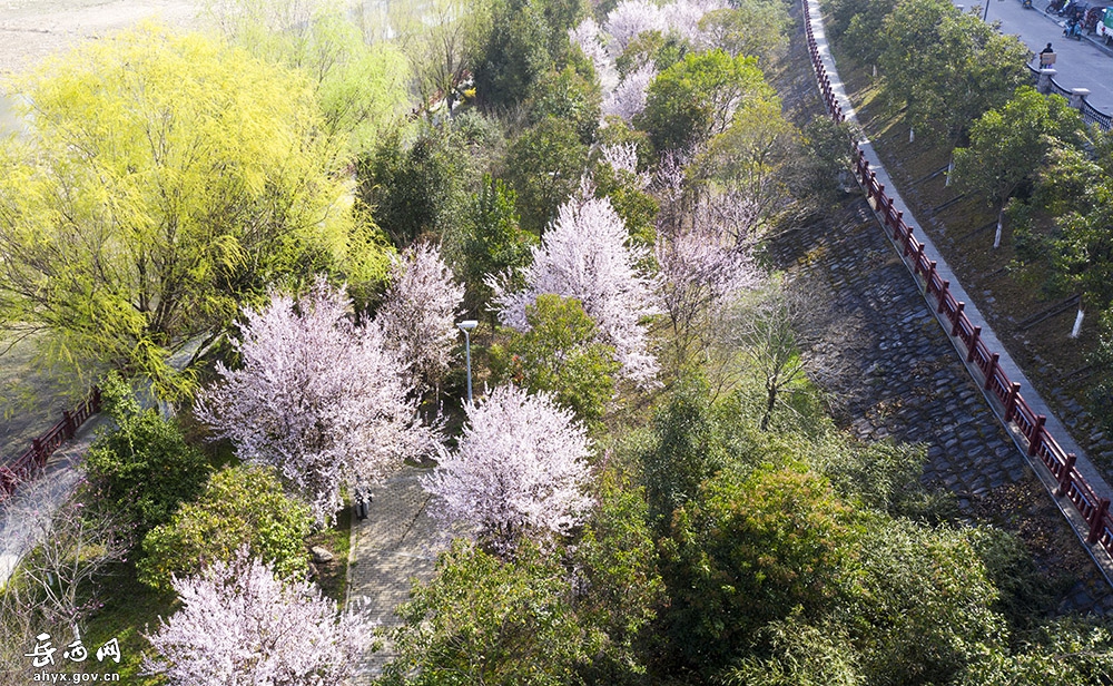 【春归】岳西：花开满山城