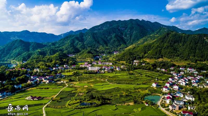 岳西入选安徽十大最美茶旅线路