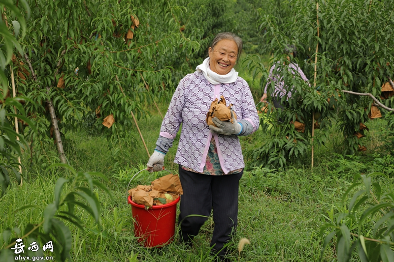 中关请寨村：冬桃基地迎来采摘丰收季