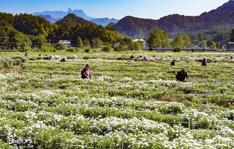 十月菊花香，乡村好风景