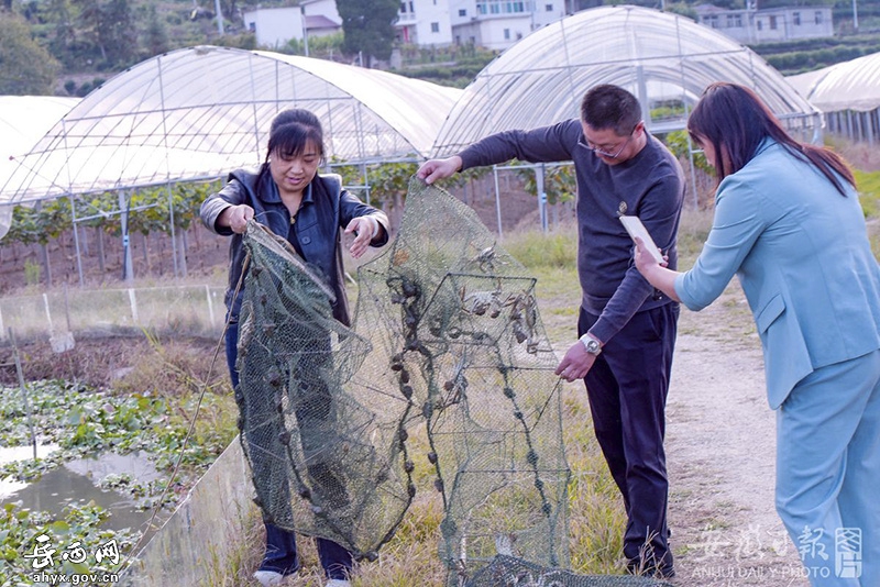 菖蒲毛畈：深秋捕蟹忙