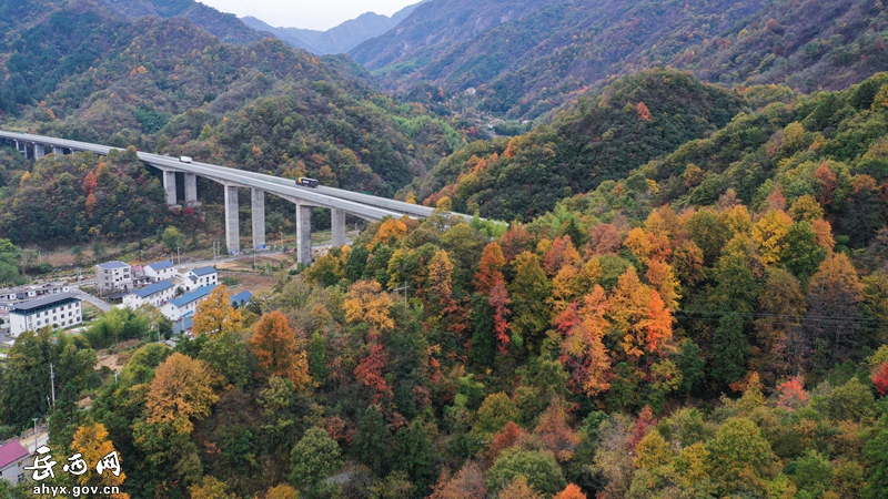 【飞阅岳西】山间秋色浓，斑斓如鎏金